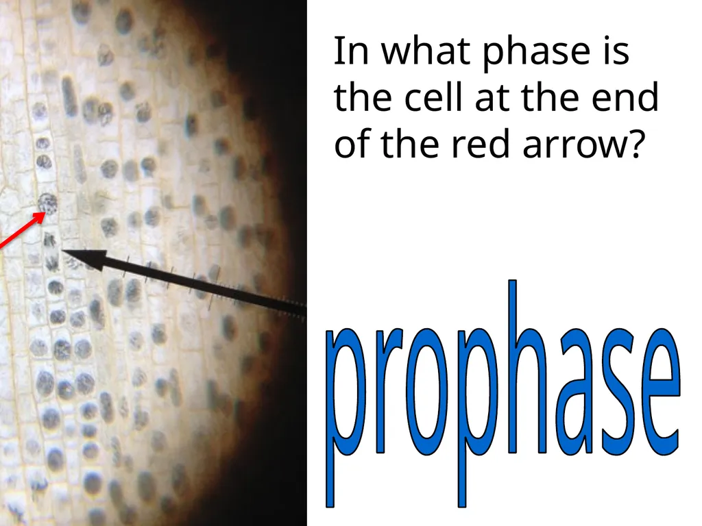 In what phase is cell #1? prophase Name this part - slide 11 of 27