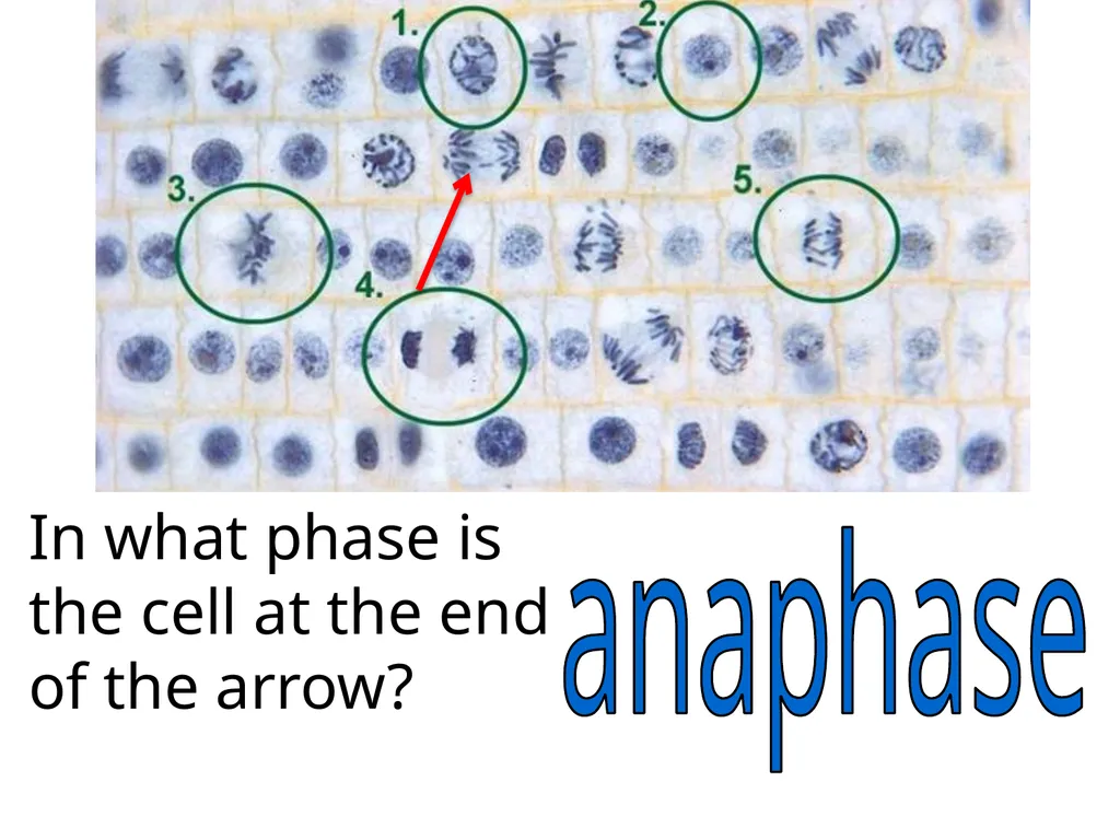 In what phase is cell #1? prophase Name this part - slide 13 of 27