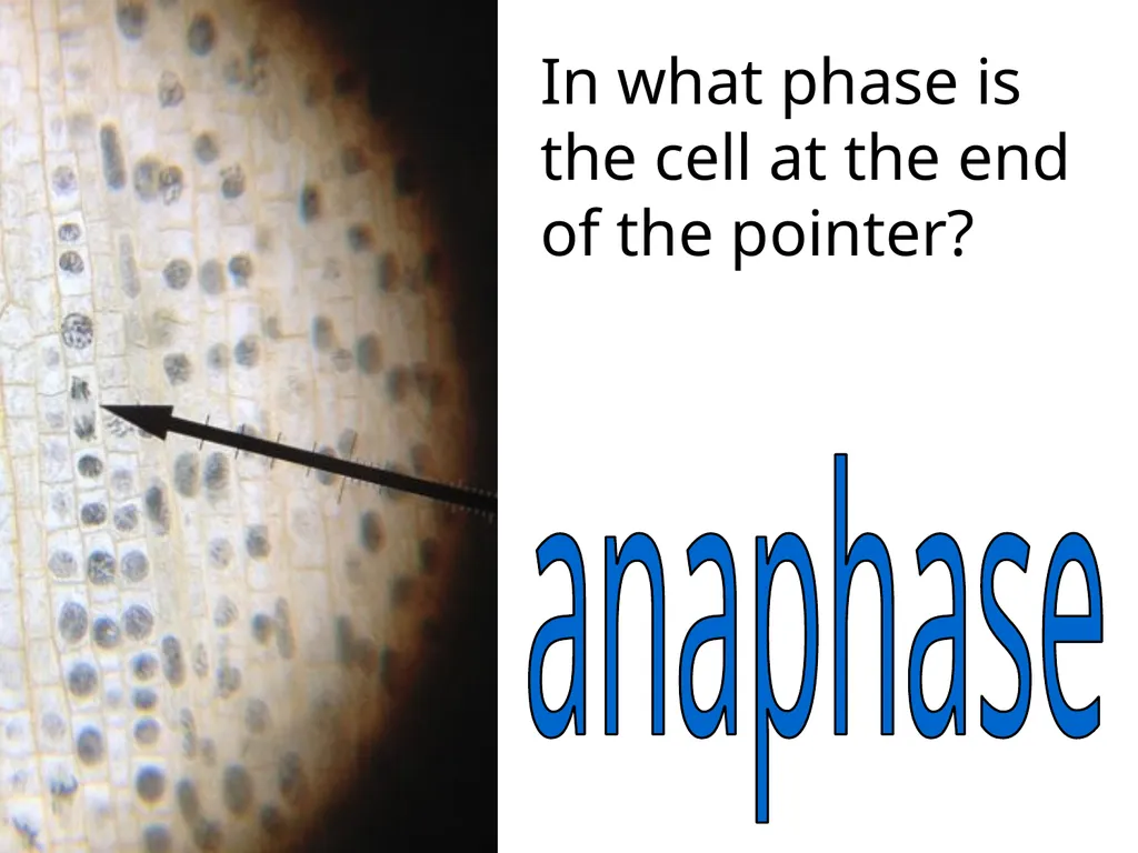 In what phase is cell #1? prophase Name this part - slide 14 of 27
