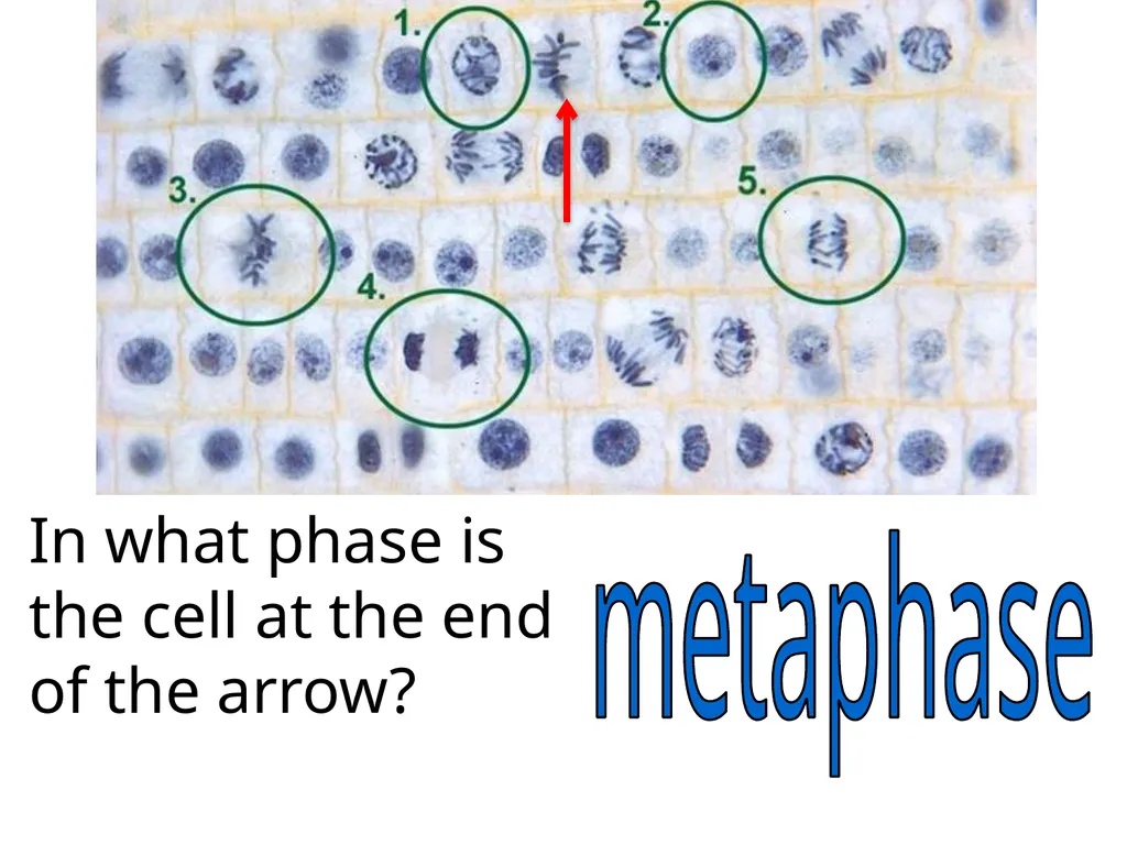 In what phase is cell #1? prophase Name this part - slide 17 of 27