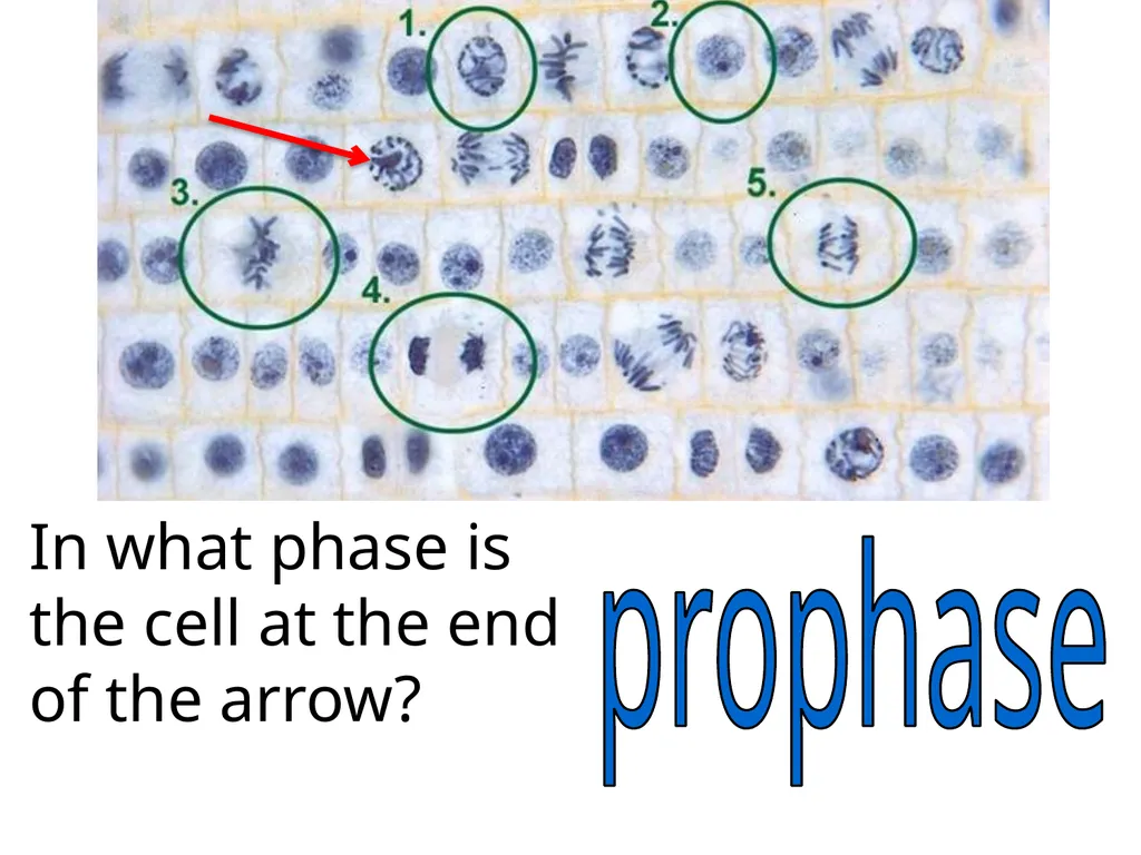 In what phase is cell #1? prophase Name this part - slide 18 of 27