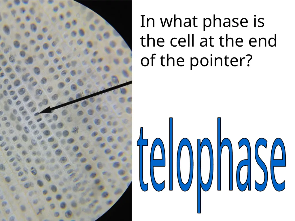In what phase is cell #1? prophase Name this part - slide 22 of 27