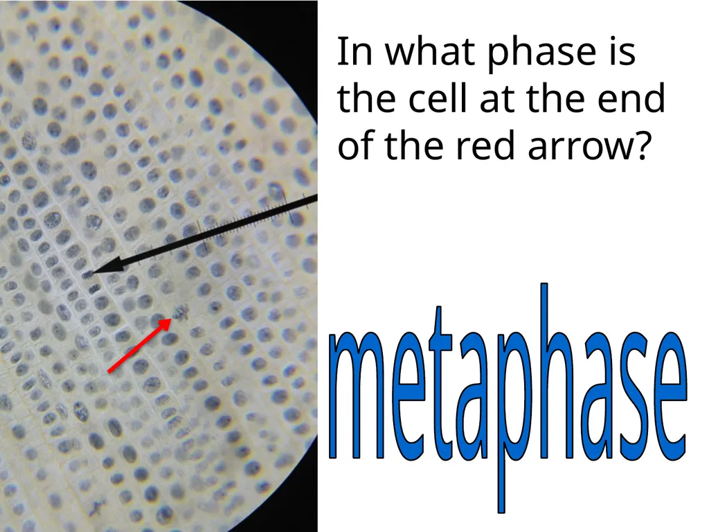 In what phase is cell #1? prophase Name this part - slide 24 of 27
