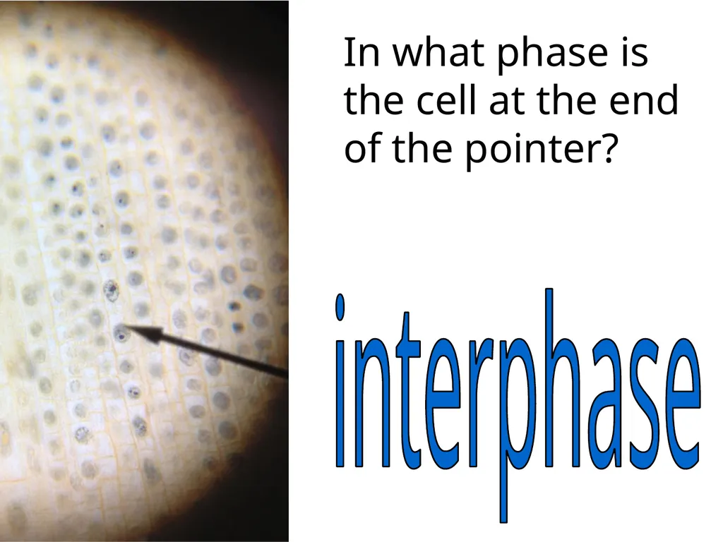 In what phase is cell #1? prophase Name this part - slide 26 of 27