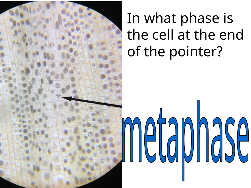 In what phase is cell #1? prophase Name this part - slide 27 of 27