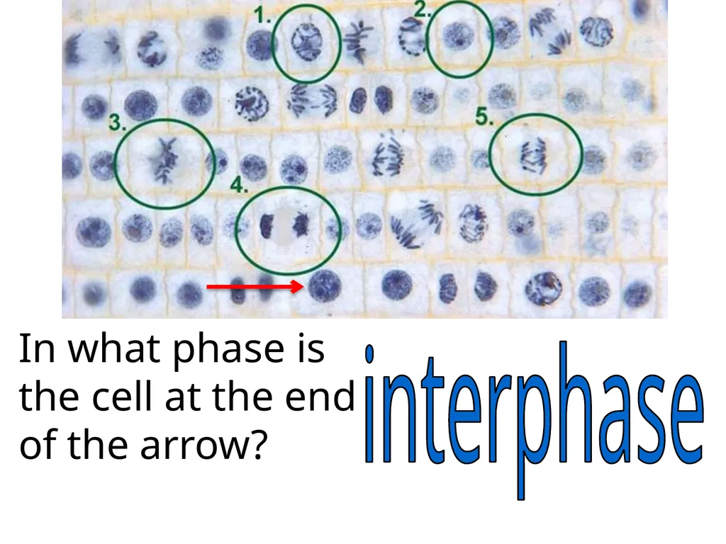 In what phase is cell #1? prophase Name this part - slide 3 of 27