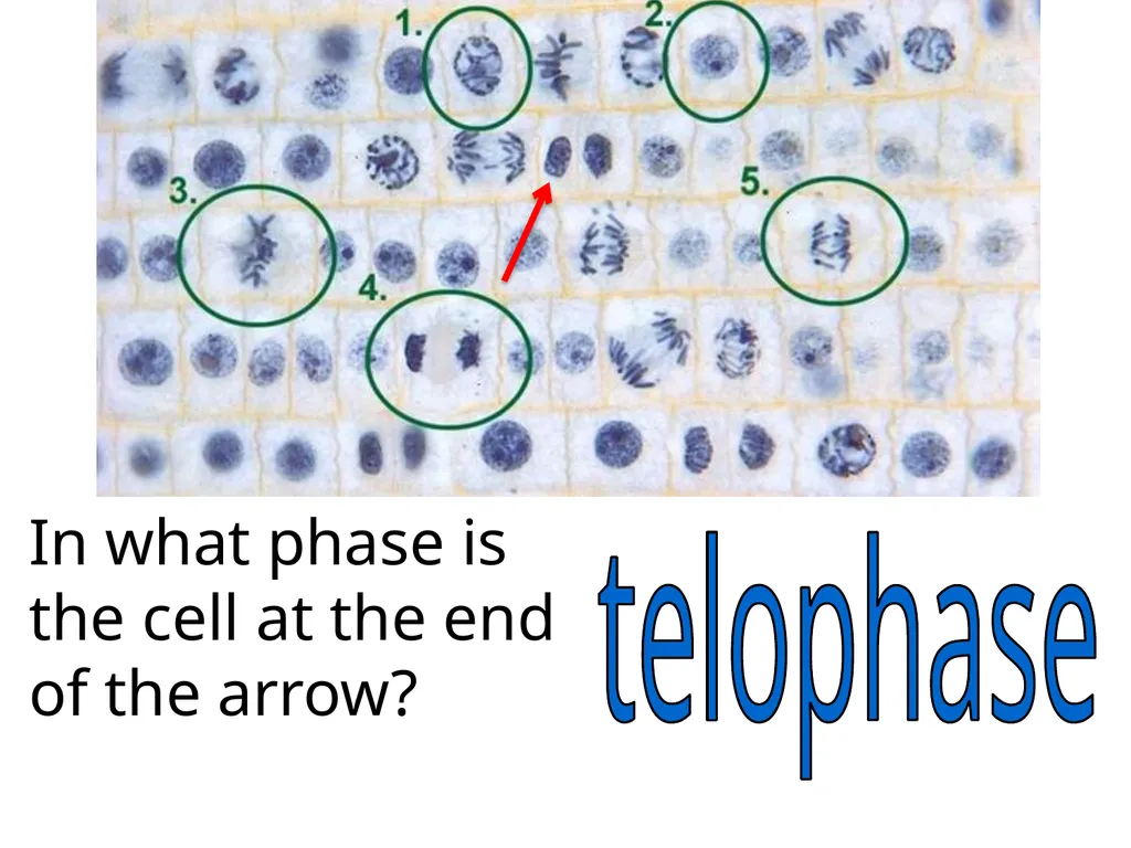 In what phase is cell #1? prophase Name this part - slide 5 of 27