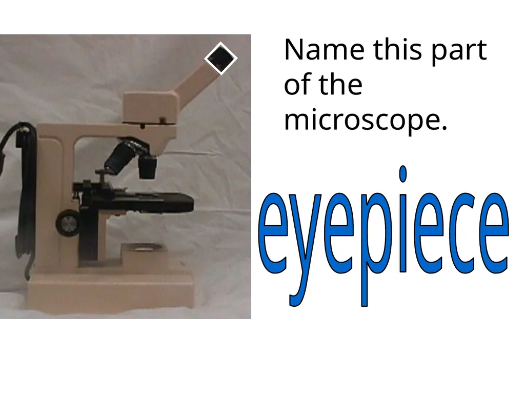 In what phase is cell #1? prophase Name this part - slide 10 of 27