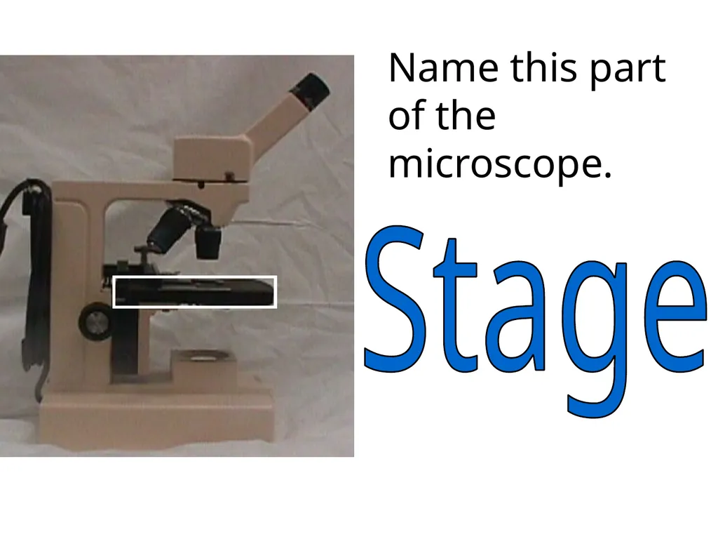 In what phase is cell #1? prophase Name this part - slide 12 of 27