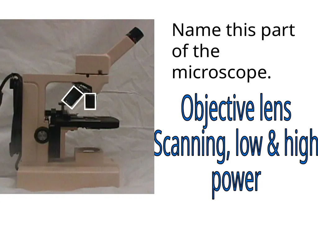In what phase is cell #1? prophase Name this part - slide 16 of 27