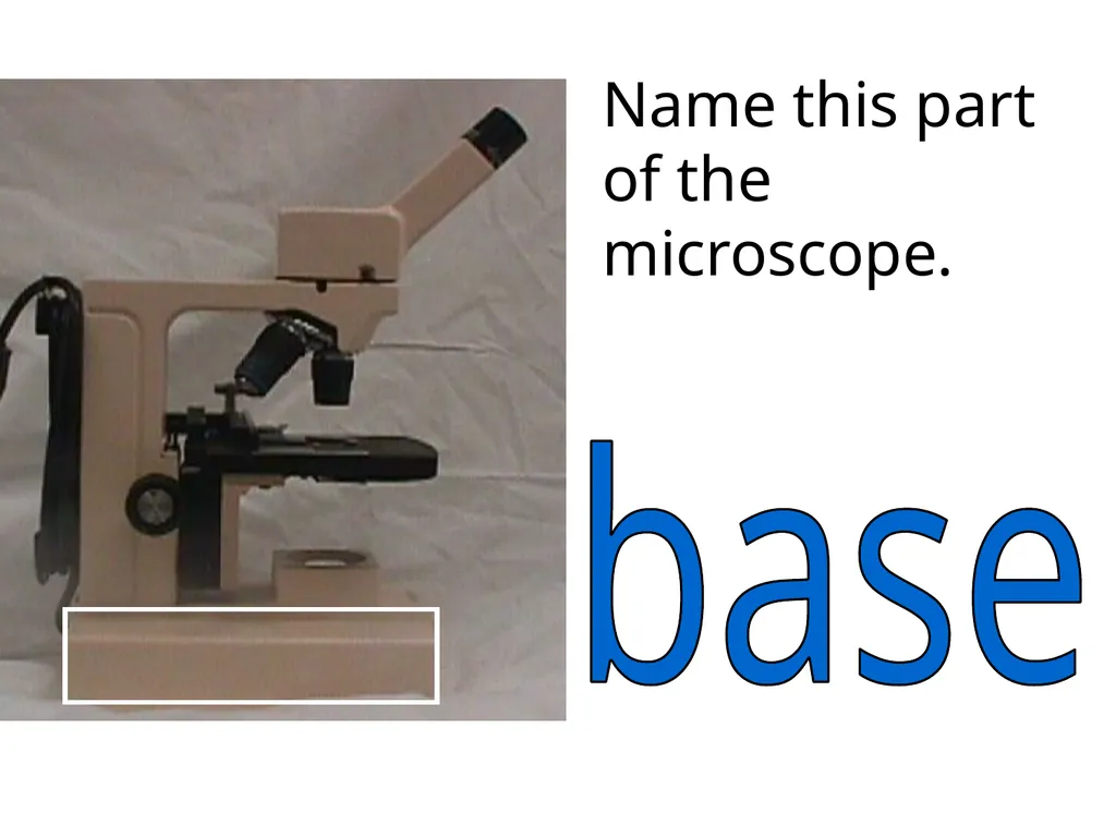 In what phase is cell #1? prophase Name this part - slide 21 of 27
