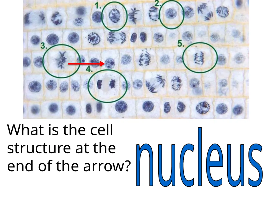 In what phase is cell #1? prophase Name this part - slide 15 of 27