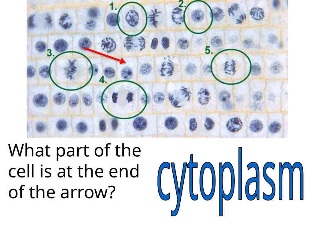 In what phase is cell #1? prophase Name this part - slide 23 of 27