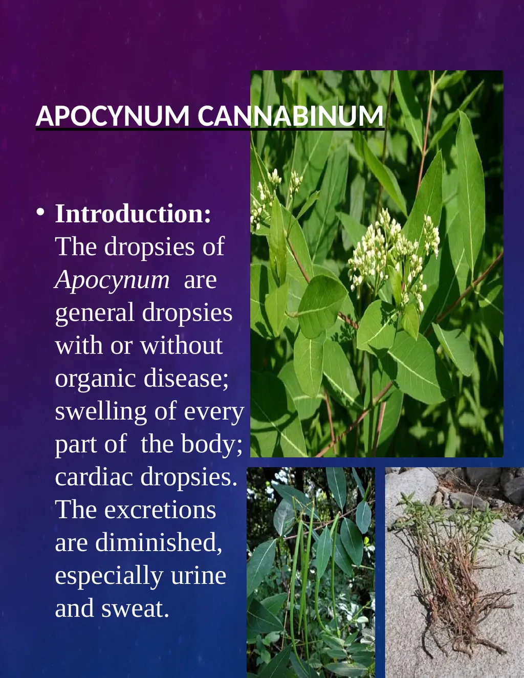 Apocynum Cannabinum Introduction: The dropsies of - slide 1 of 15