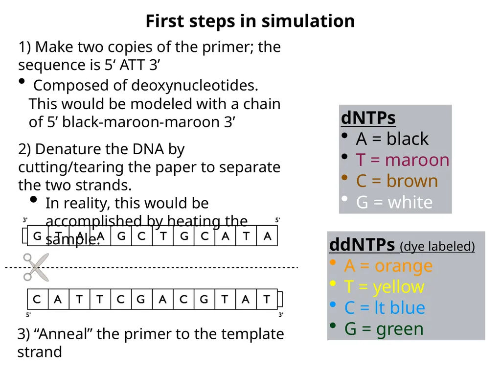 deoxynucleotide (dNTP) A B The reaction is a DNA - slide 4 of 7