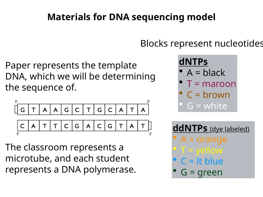 deoxynucleotide (dNTP) A B The reaction is a DNA - slide 3 of 7
