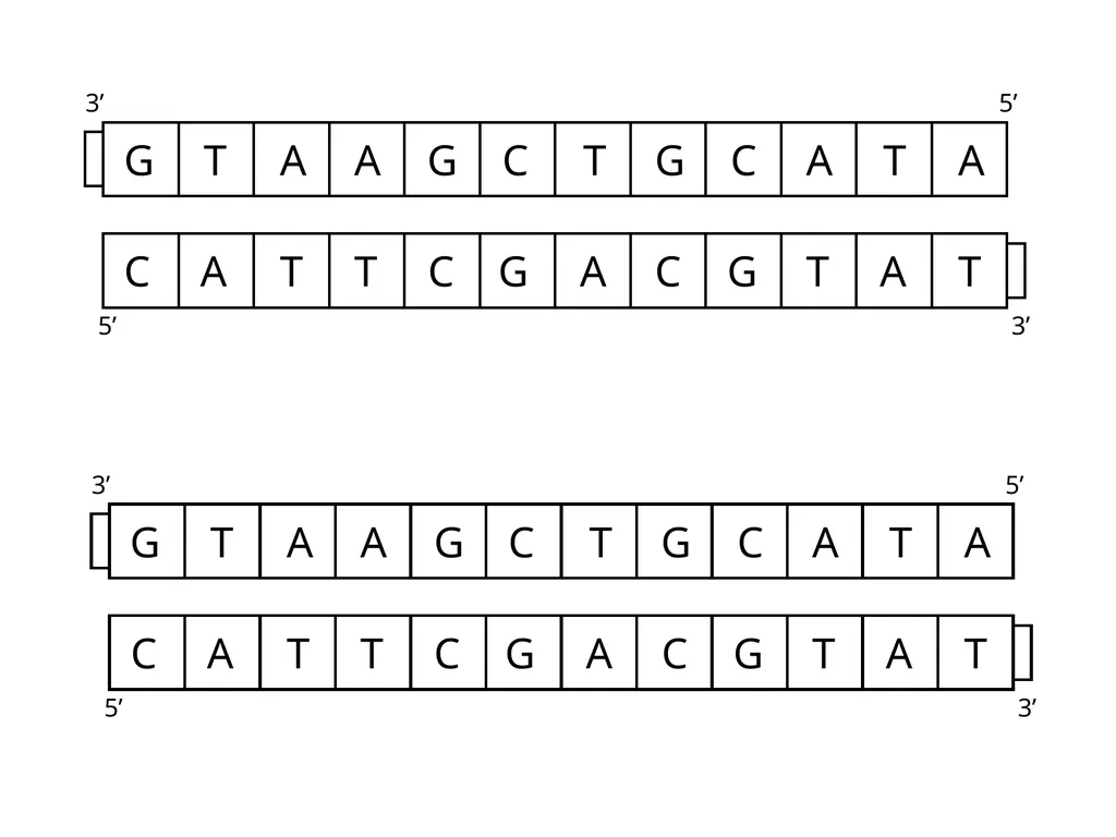 deoxynucleotide (dNTP) A B The reaction is a DNA - slide 6 of 7