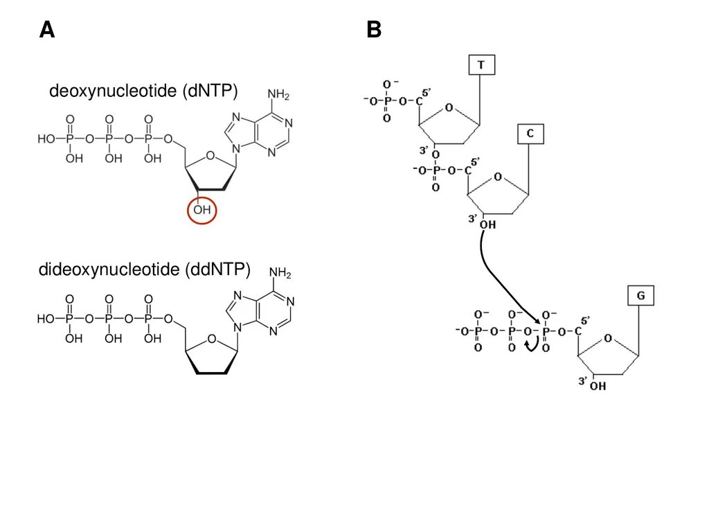 deoxynucleotide (dNTP) A B The reaction is a DNA - slide 1 of 7