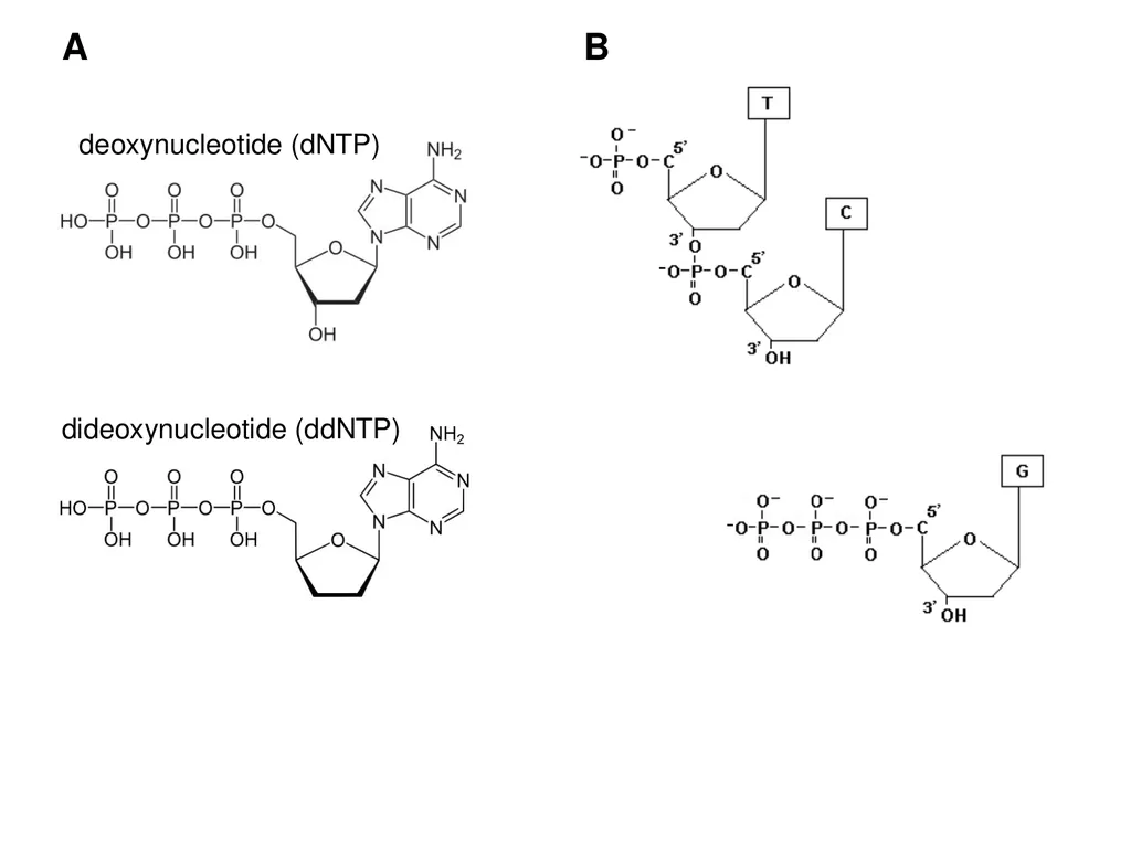 deoxynucleotide (dNTP) A B The reaction is a DNA - slide 7 of 7