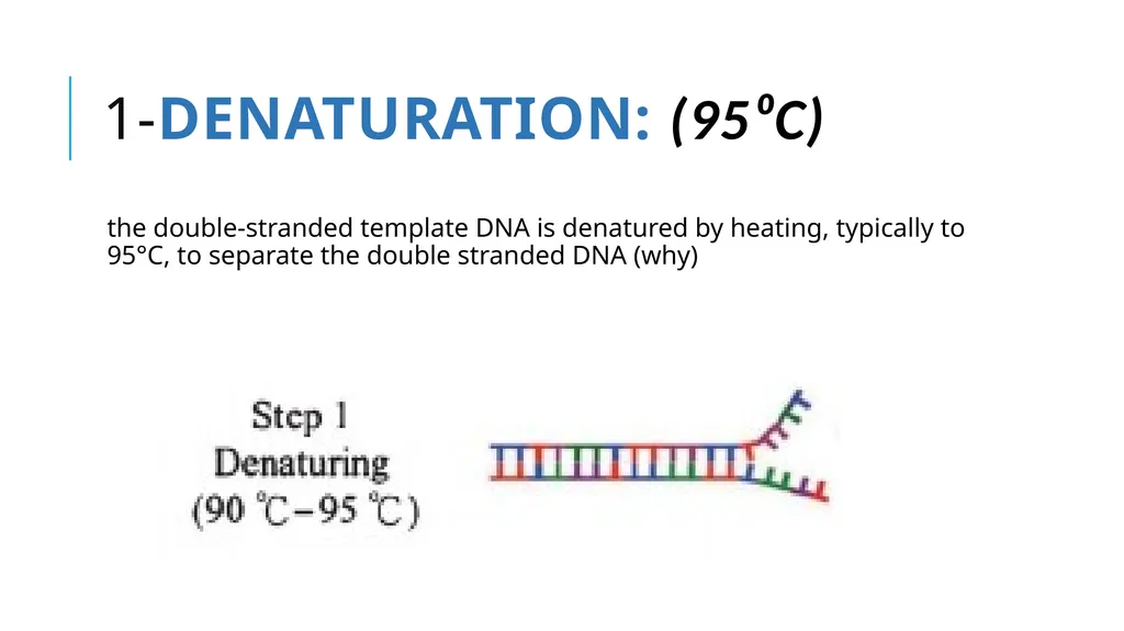 Polymerase Chain Reaction molecular photocopying! - slide 7 of 23