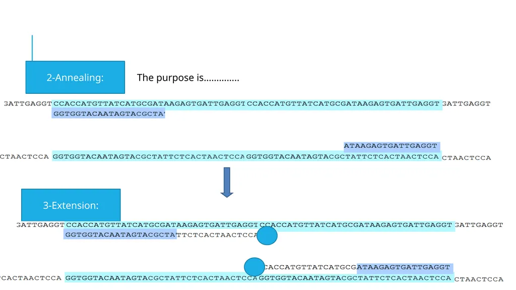 Polymerase Chain Reaction molecular photocopying! - slide 12 of 23