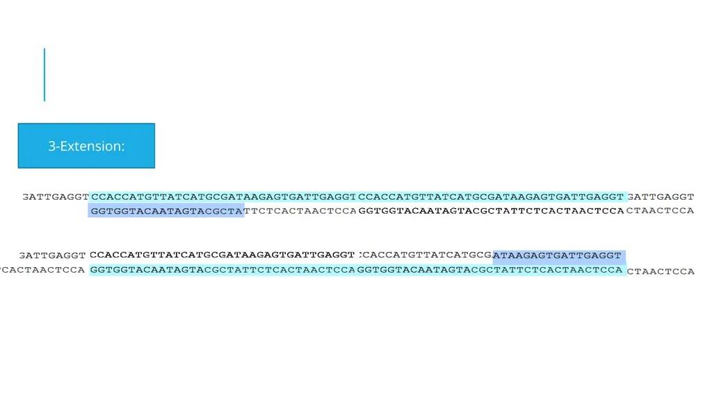 Polymerase Chain Reaction molecular photocopying! - slide 13 of 23