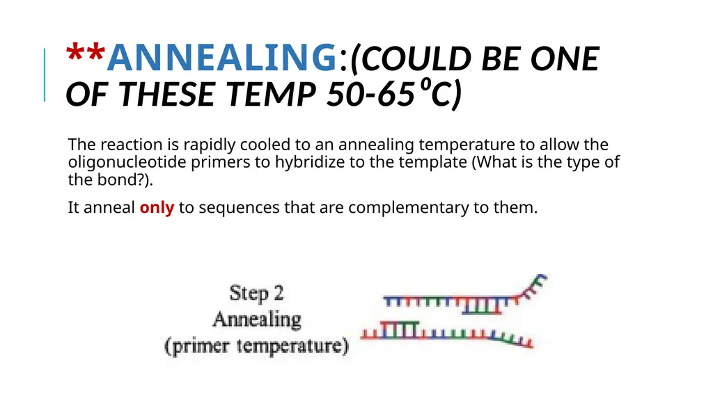 Polymerase Chain Reaction molecular photocopying! - slide 8 of 23