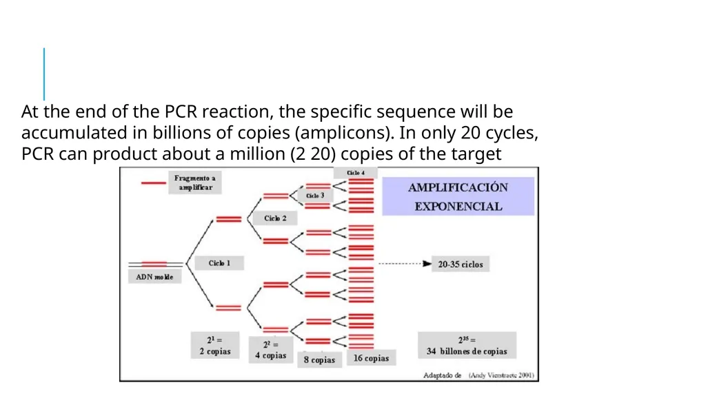 Polymerase Chain Reaction molecular photocopying! - slide 18 of 23