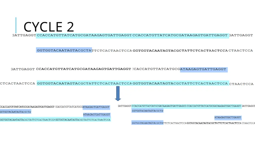 Polymerase Chain Reaction molecular photocopying! - slide 14 of 23