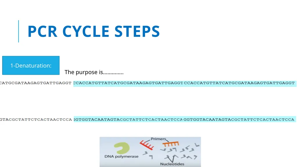 Polymerase Chain Reaction molecular photocopying! - slide 11 of 23