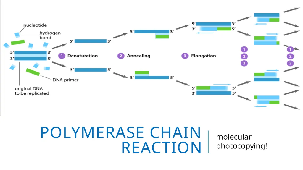 Polymerase Chain Reaction molecular photocopying! - slide 1 of 23