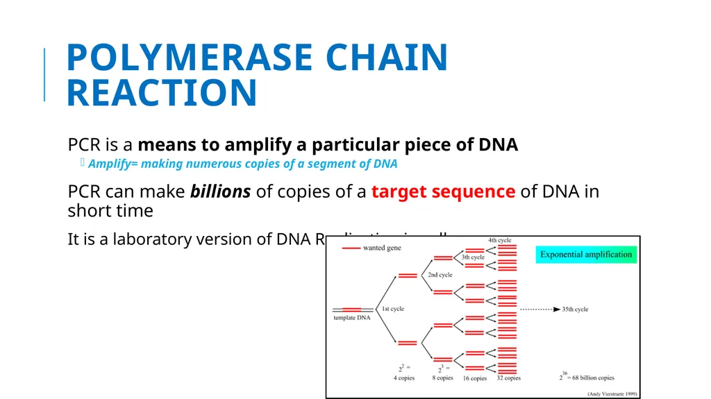 Polymerase Chain Reaction molecular photocopying! - slide 4 of 23