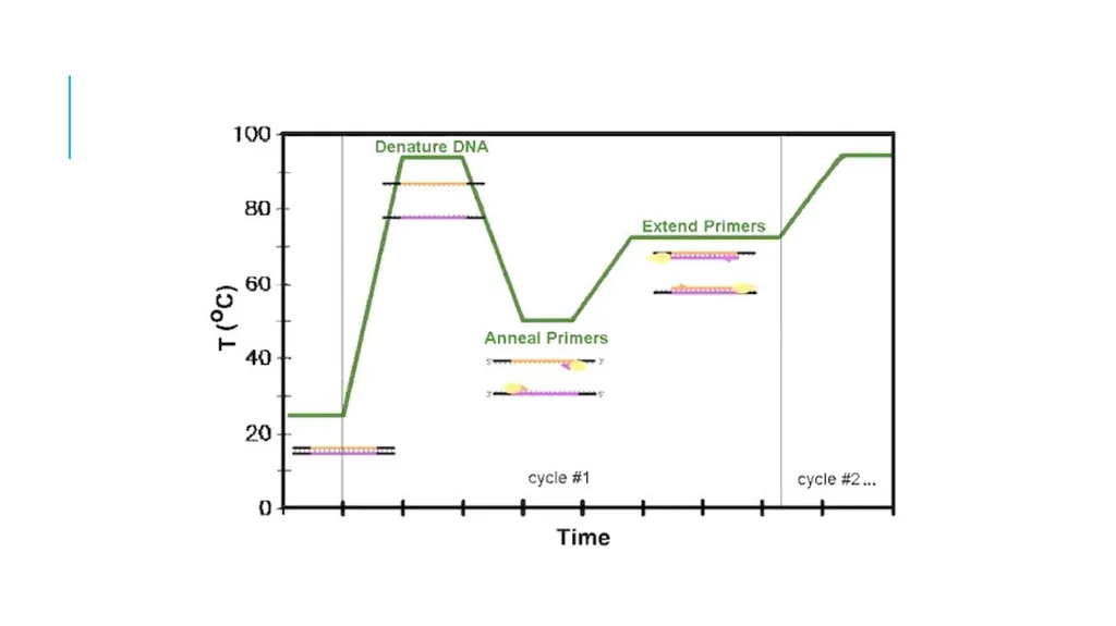Polymerase Chain Reaction molecular photocopying! - slide 17 of 23