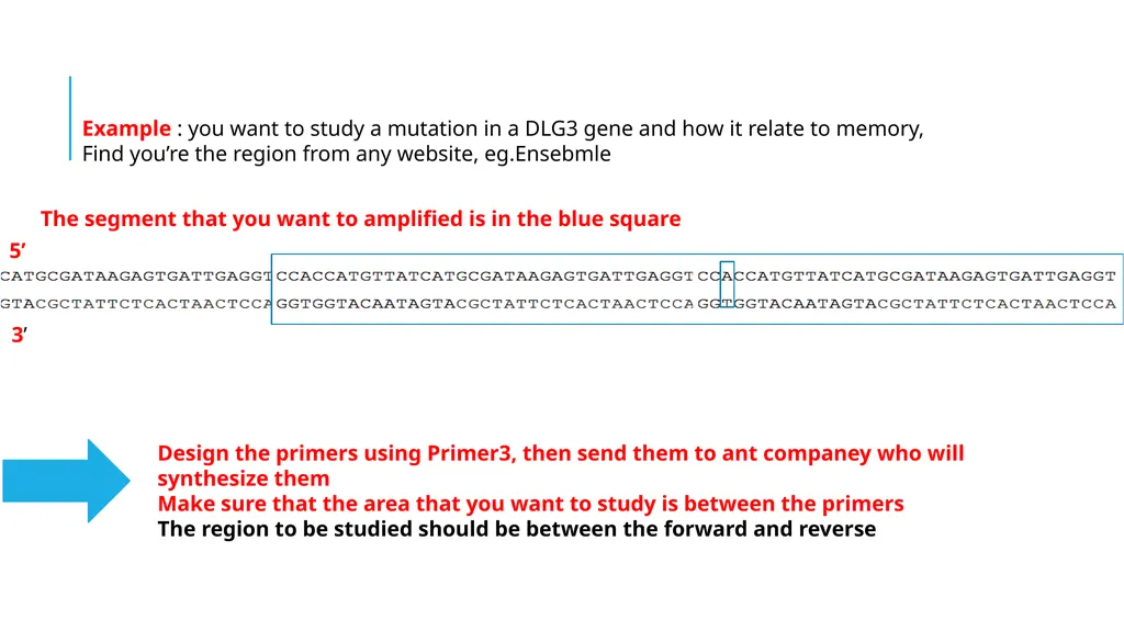 Polymerase Chain Reaction molecular photocopying! - slide 10 of 23