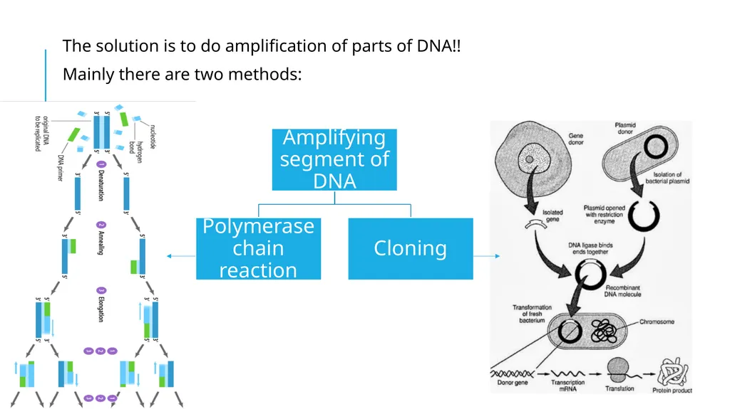 Polymerase Chain Reaction molecular photocopying! - slide 3 of 23