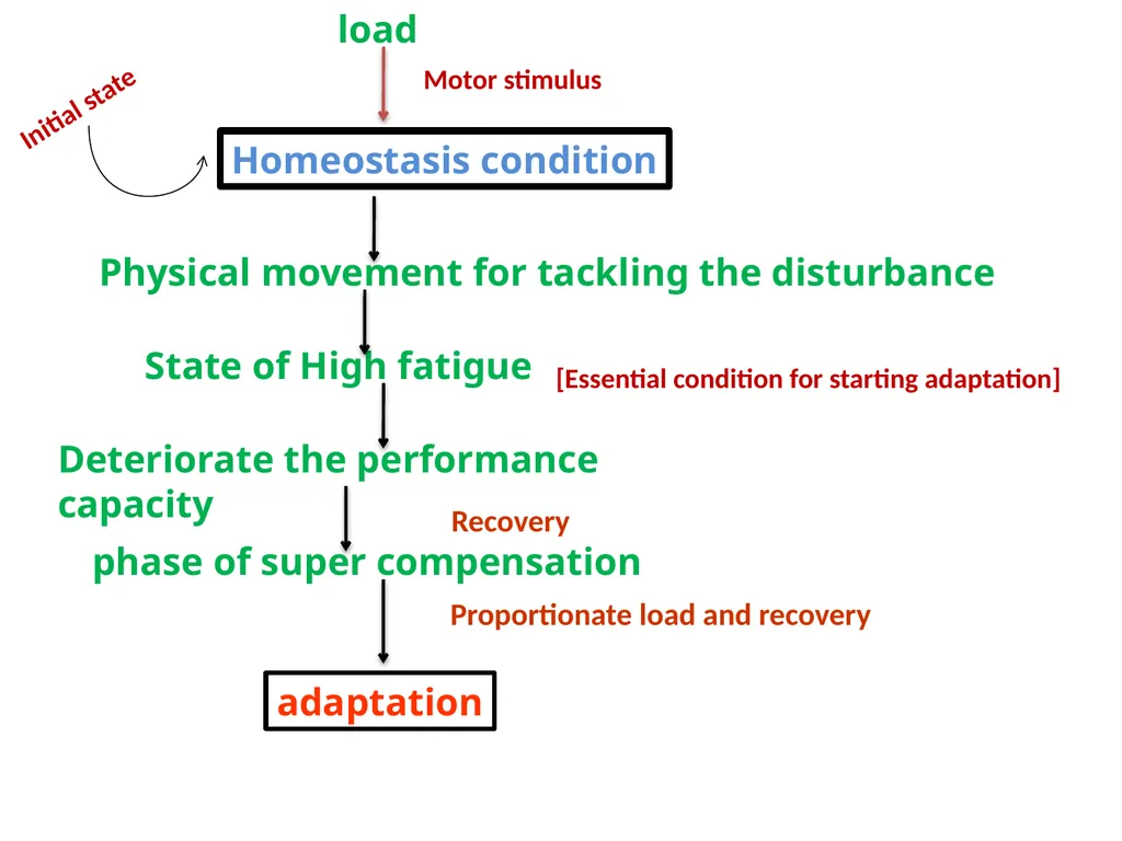 LOAD RECOVERY & ADAPTATION – A SCIENTIFIC APPROACH - slide 3 of 24