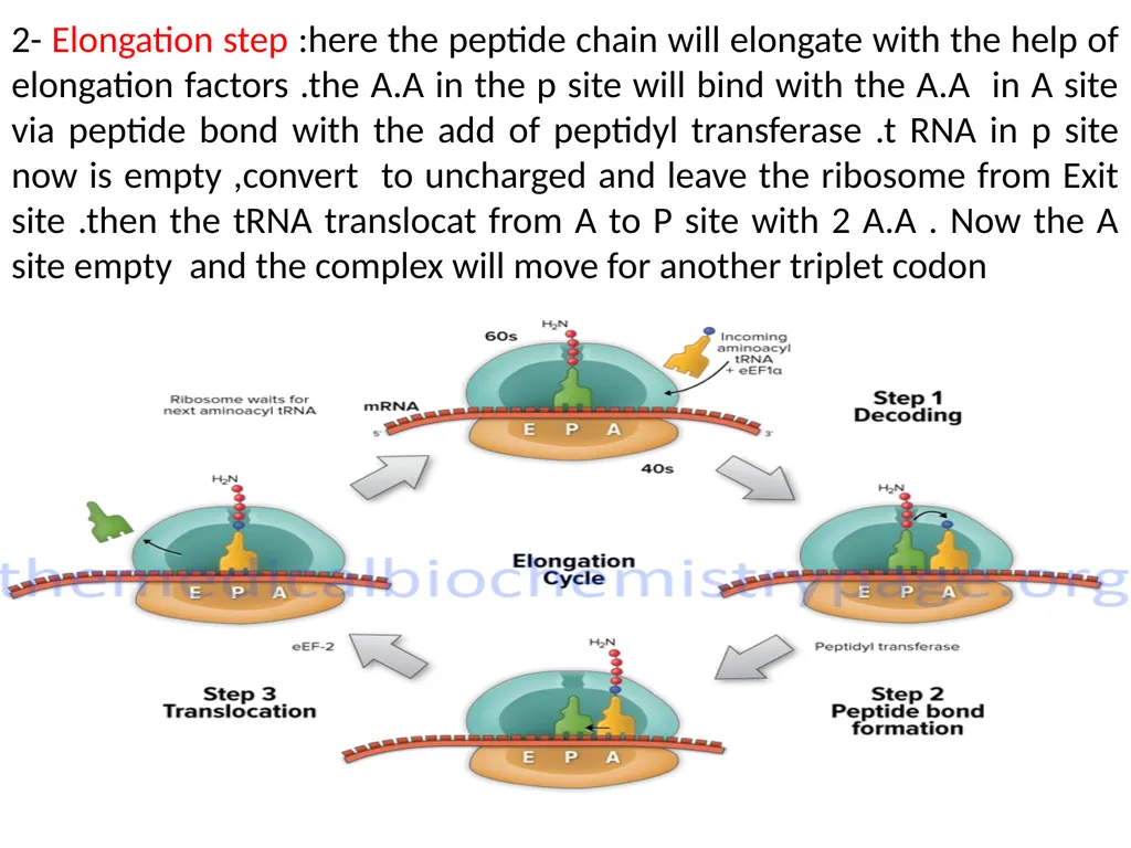 Lecture 13 :Protein synthesis TRANSLATION Proteins - slide 21 of 26