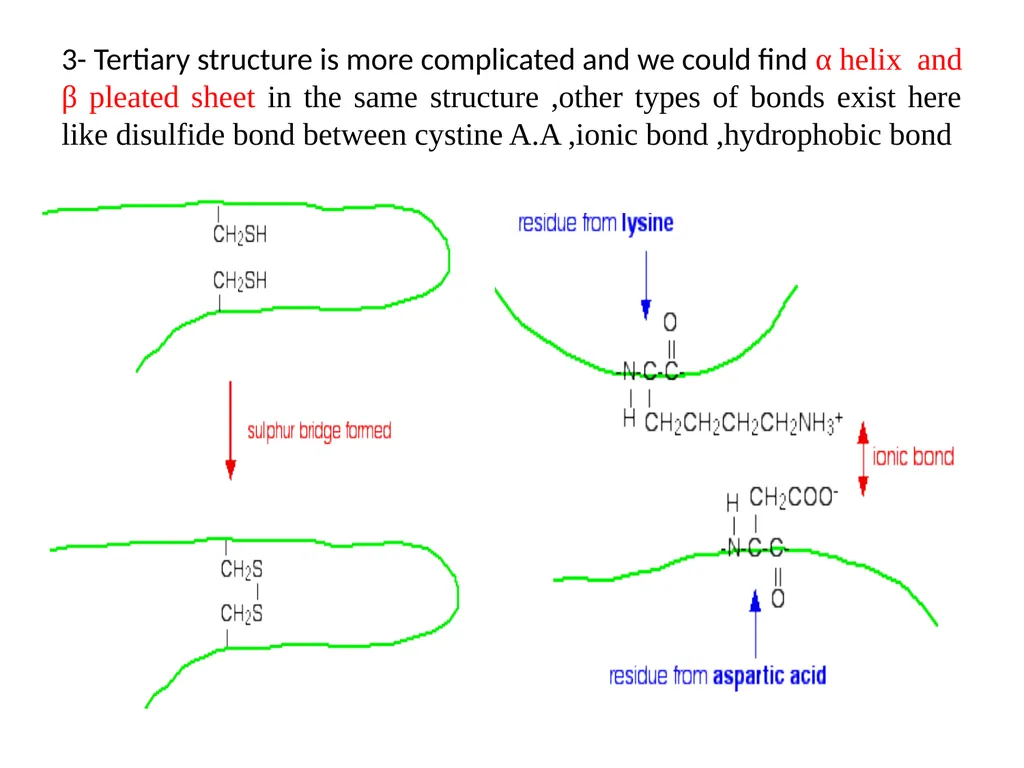 Lecture 13 :Protein synthesis TRANSLATION Proteins - slide 10 of 26