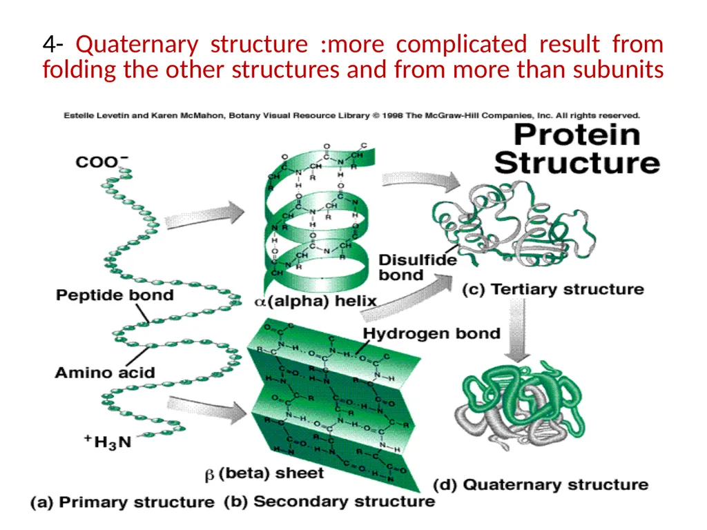 Lecture 13 :Protein synthesis TRANSLATION Proteins - slide 12 of 26