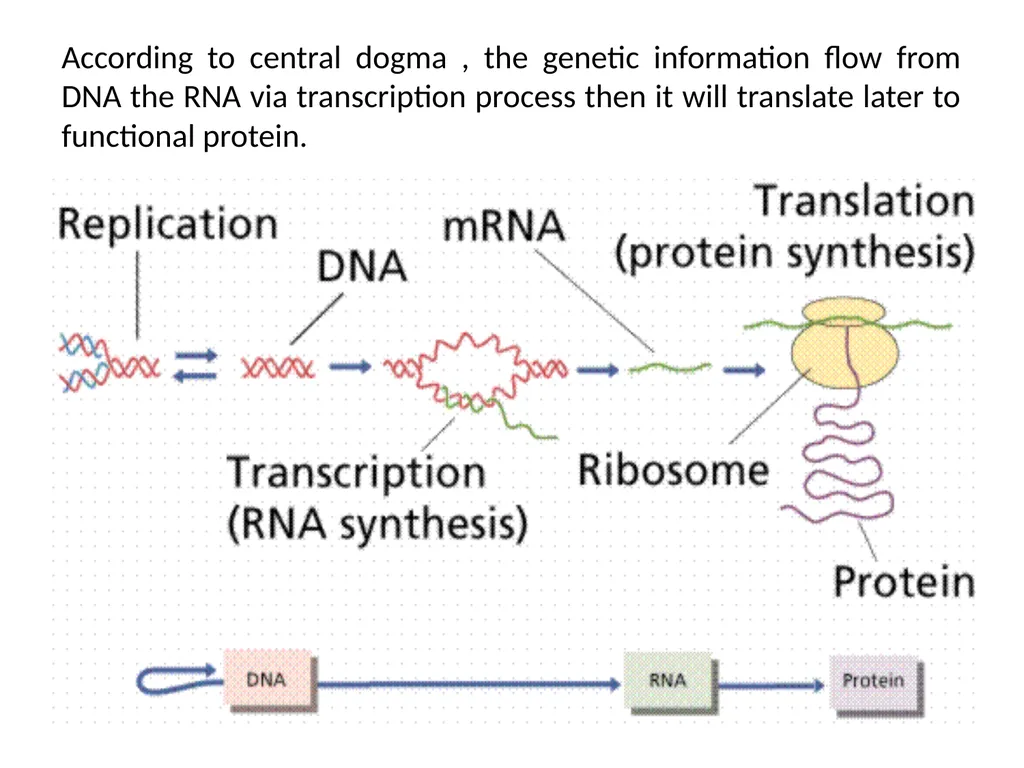 Lecture 13 :Protein synthesis TRANSLATION Proteins - slide 3 of 26