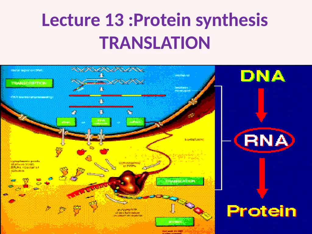 Lecture 13 :Protein synthesis TRANSLATION Proteins - slide 1 of 26