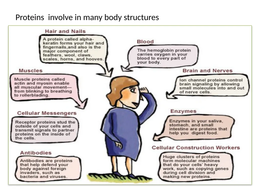 Lecture 13 :Protein synthesis TRANSLATION Proteins - slide 2 of 26