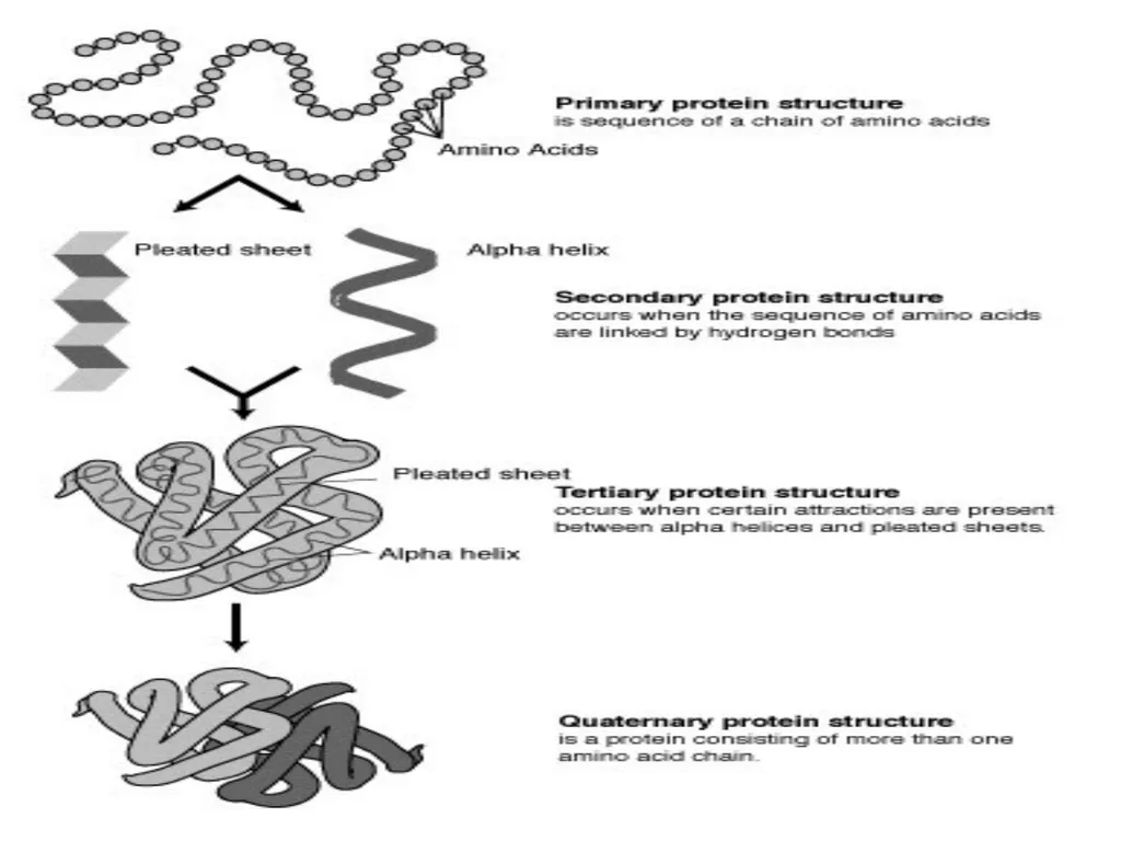 Lecture 13 :Protein synthesis TRANSLATION Proteins - slide 11 of 26