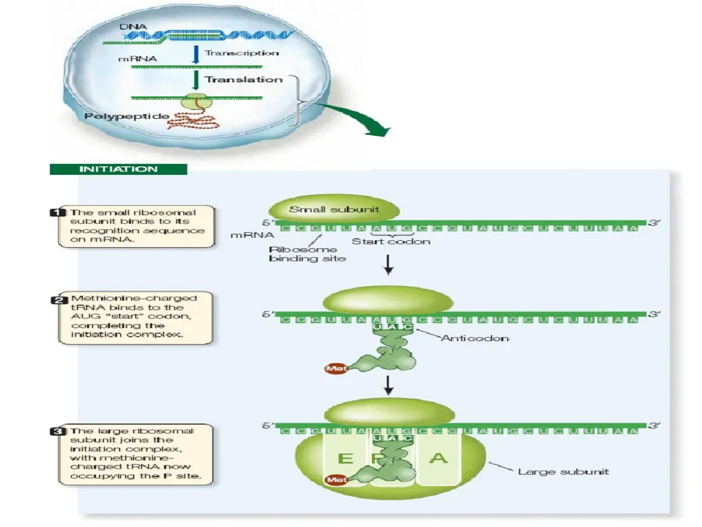 Lecture 13 :Protein synthesis TRANSLATION Proteins - slide 15 of 26