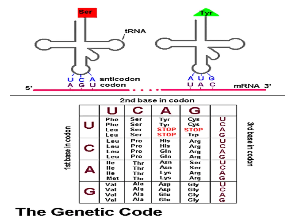 Lecture 13 :Protein synthesis TRANSLATION Proteins - slide 19 of 26