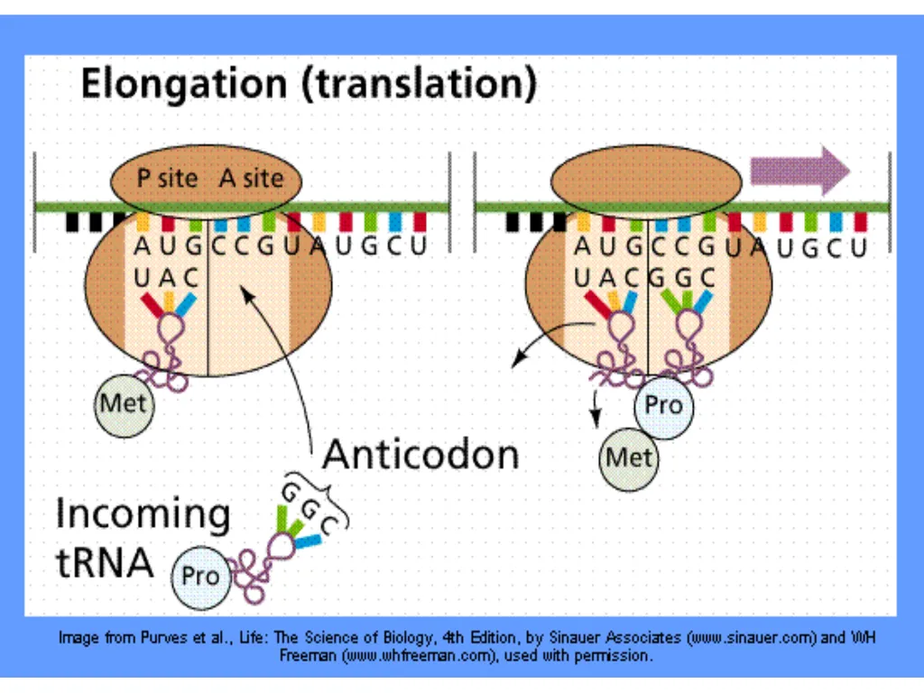 Lecture 13 :Protein synthesis TRANSLATION Proteins - slide 22 of 26