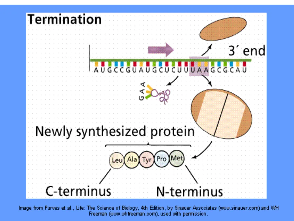 Lecture 13 :Protein synthesis TRANSLATION Proteins - slide 25 of 26