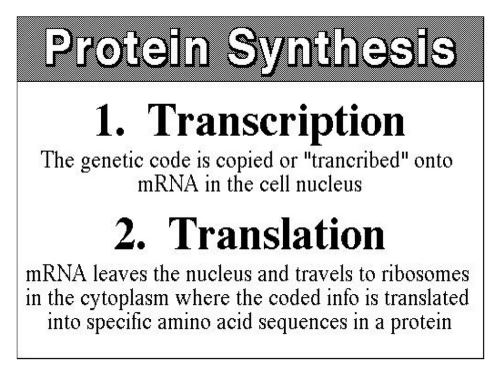 Lecture 13 :Protein synthesis TRANSLATION Proteins - slide 4 of 26