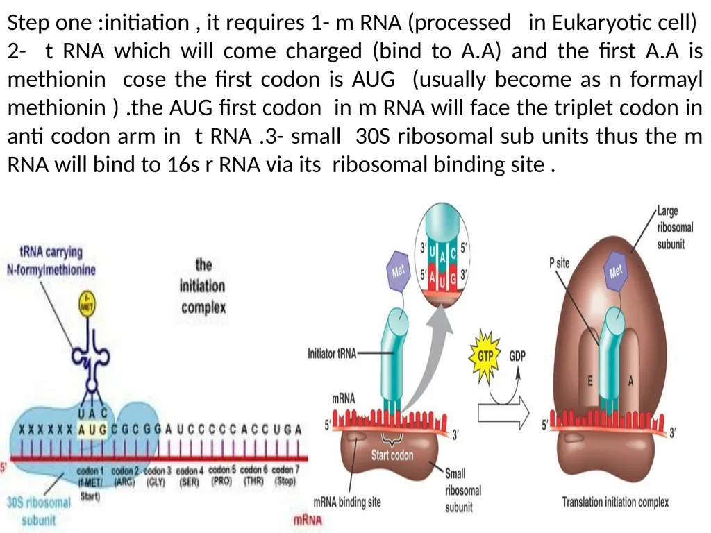 Lecture 13 :Protein synthesis TRANSLATION Proteins - slide 14 of 26