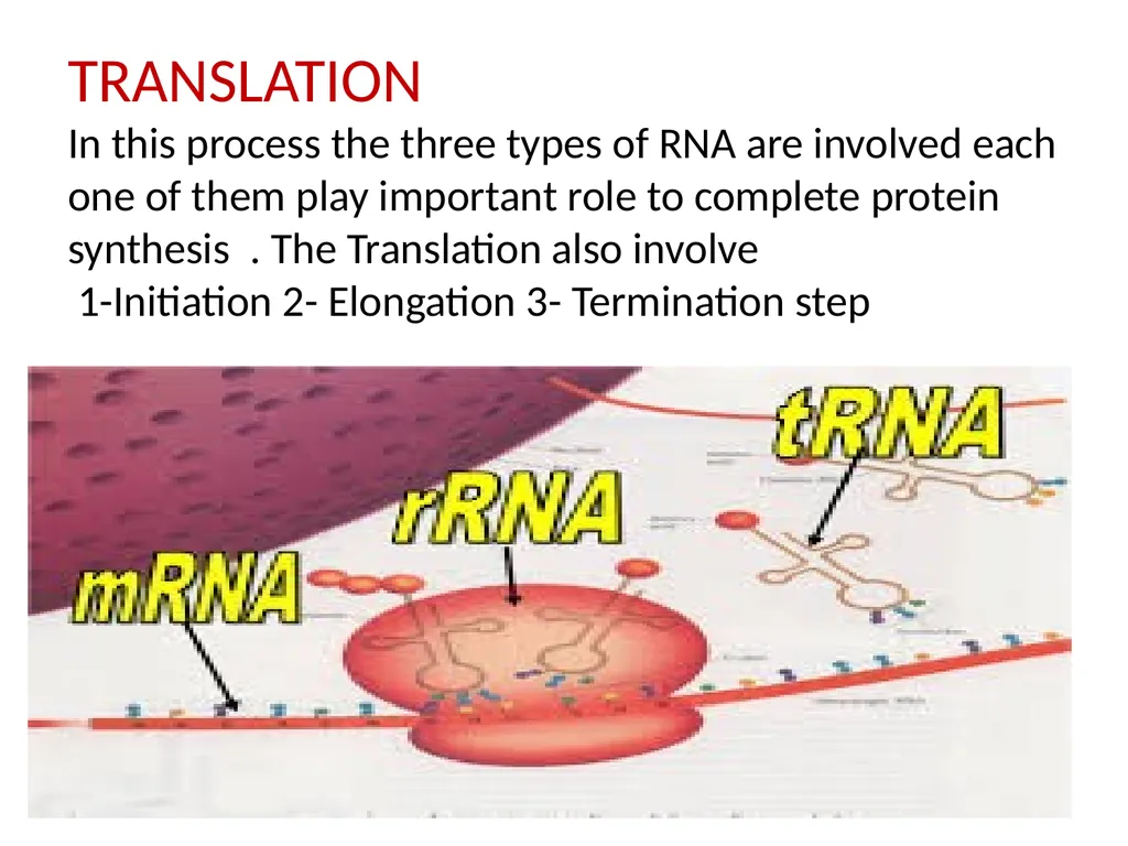 Lecture 13 :Protein synthesis TRANSLATION Proteins - slide 13 of 26